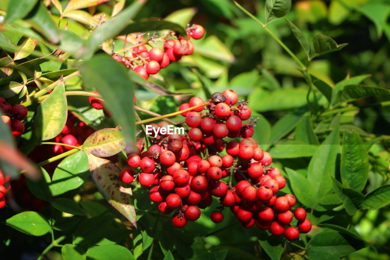 food and drink, fruit, food, healthy eating, leaf, plant, plant part, red, freshness, growth, berry, nature, tree, flower, wellbeing, produce, shrub, no people, green, agriculture, close-up, outdoors, day, ripe, beauty in nature, land, bunch, branch, rowan, landscape, evergreen, crop