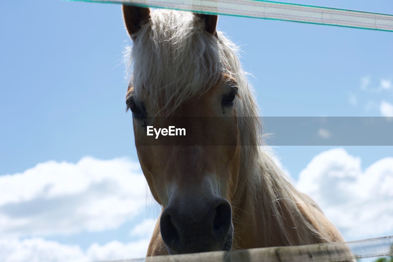 Close-up of horse in ranch against sky