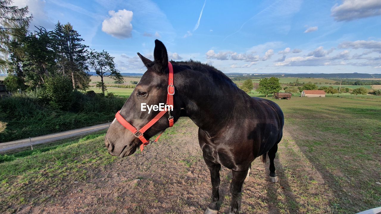 Horse standing on field against sky