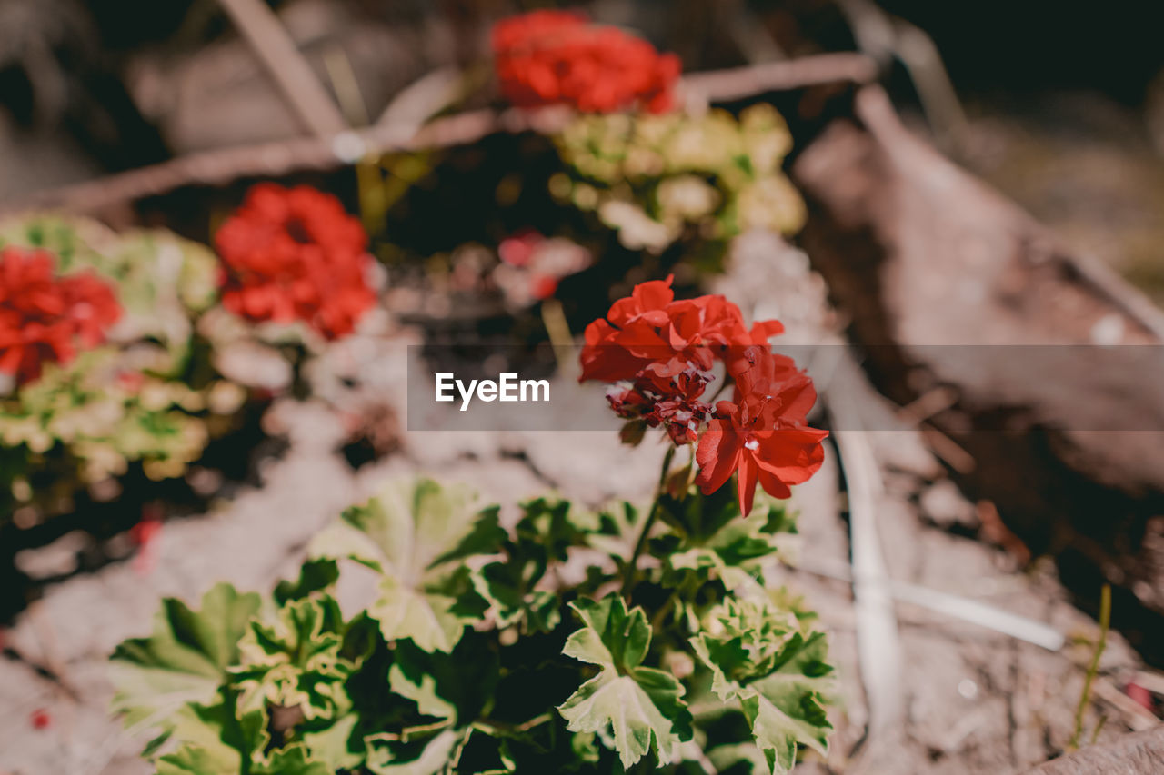 HIGH ANGLE VIEW OF RED FLOWERING PLANTS