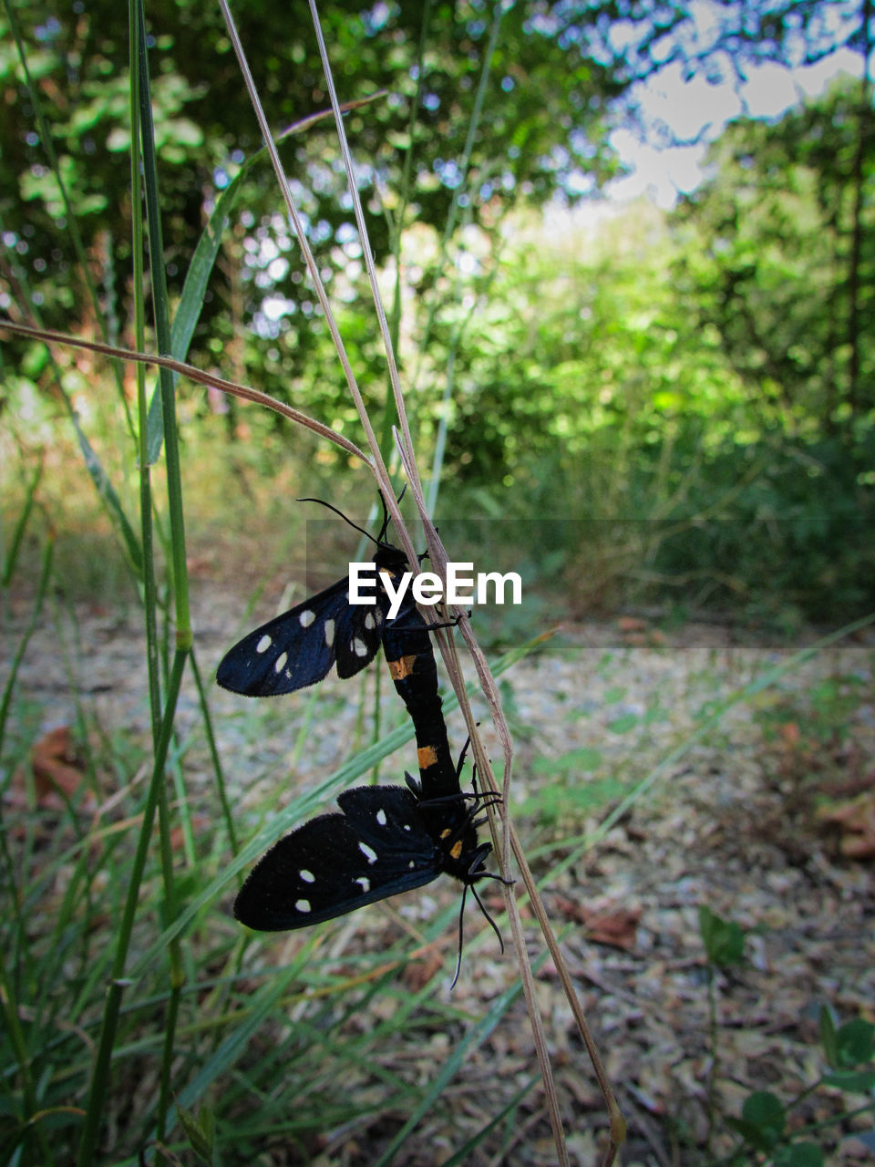 BLACK BUTTERFLY ON A GRASS