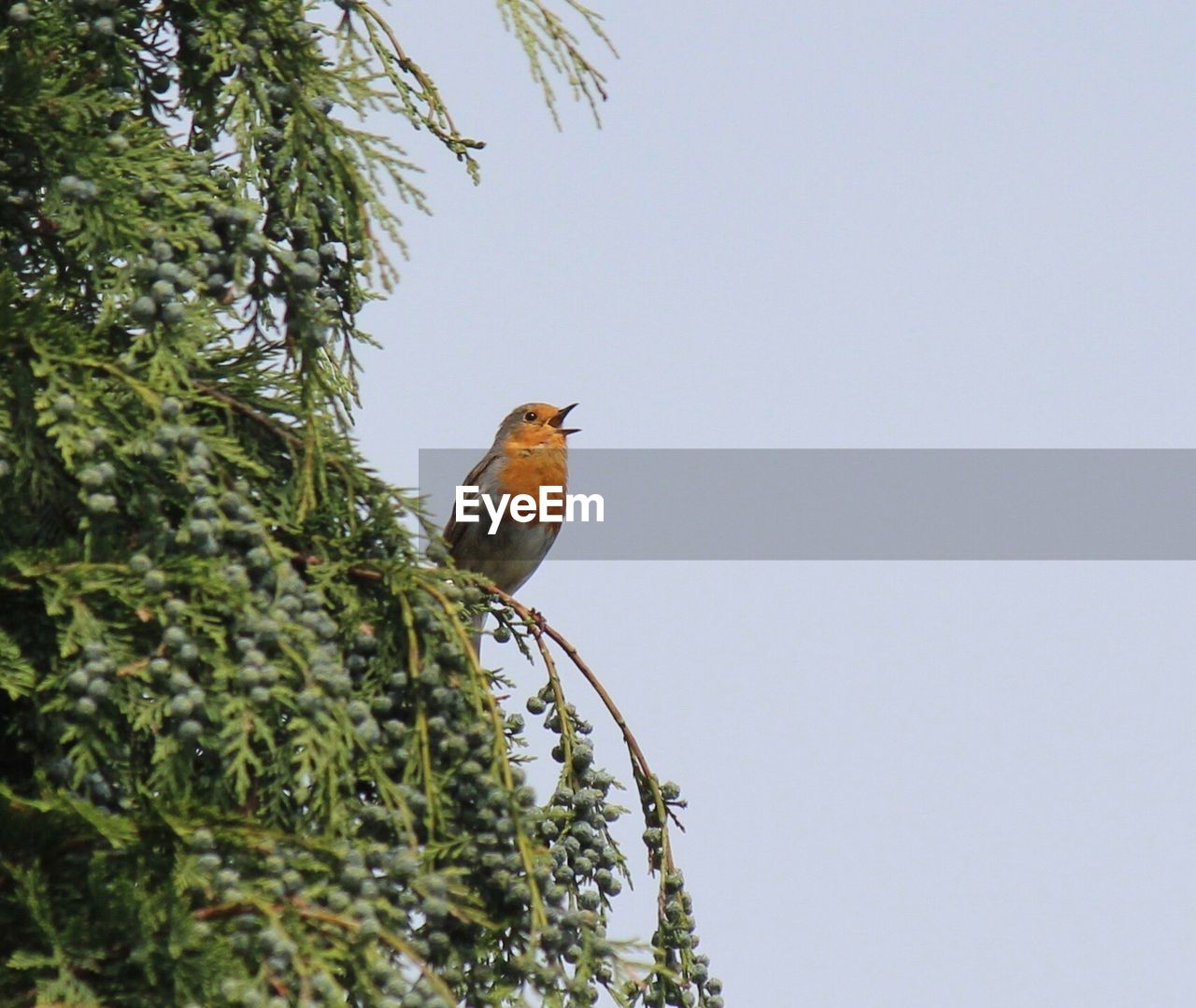 Low angle view of robin perching on tree against clear sky