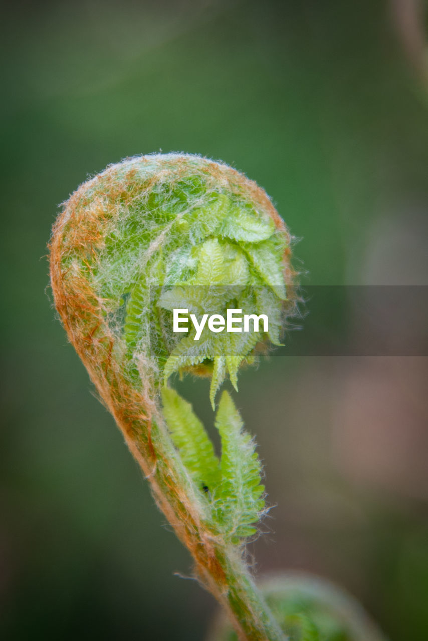 CLOSE-UP OF FERN