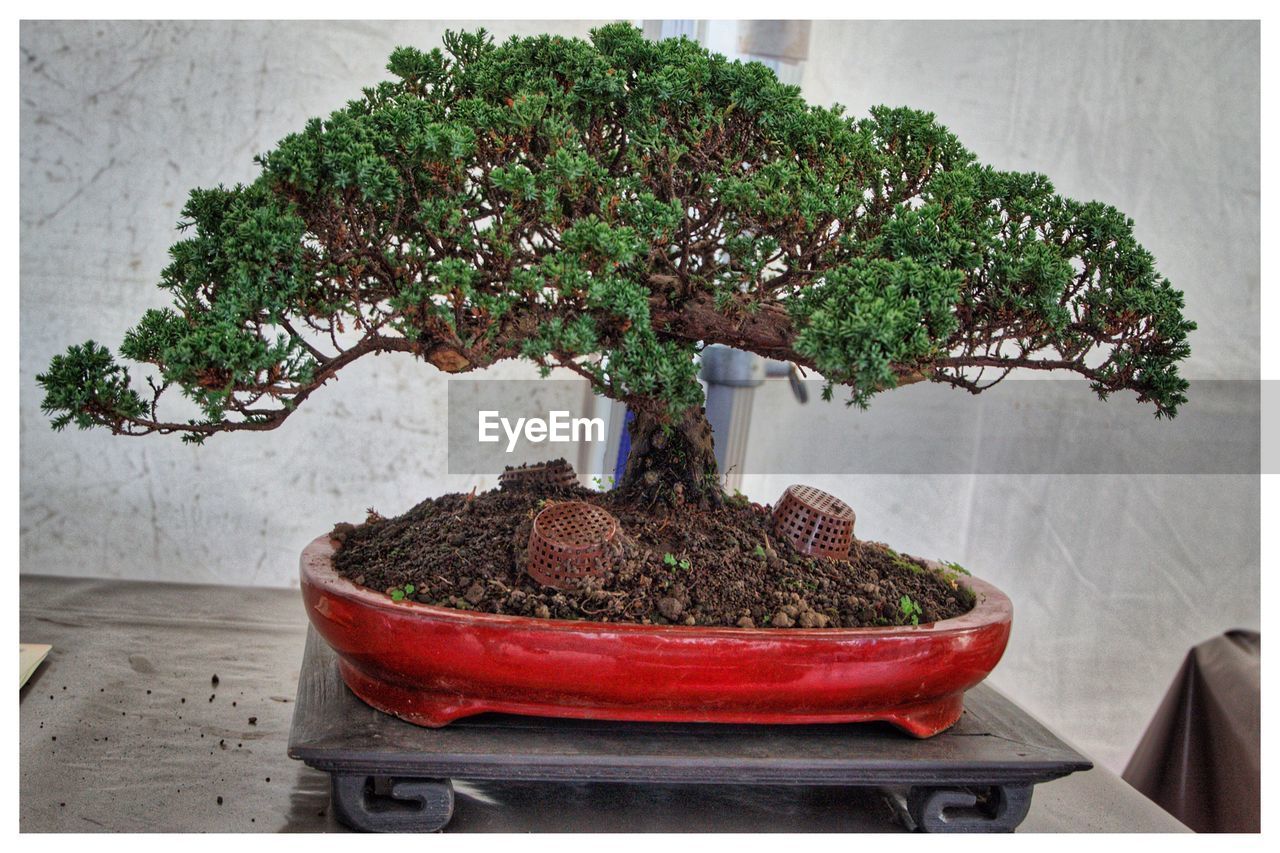 POTTED PLANT ON TABLE