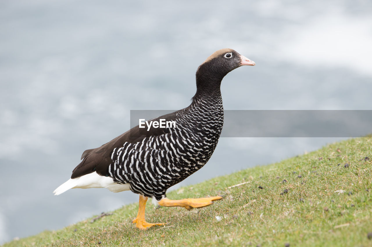 CLOSE-UP OF A BIRD PERCHING ON A SHORE