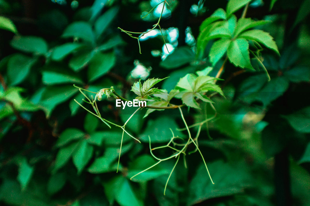 CLOSE-UP OF GREEN PLANT