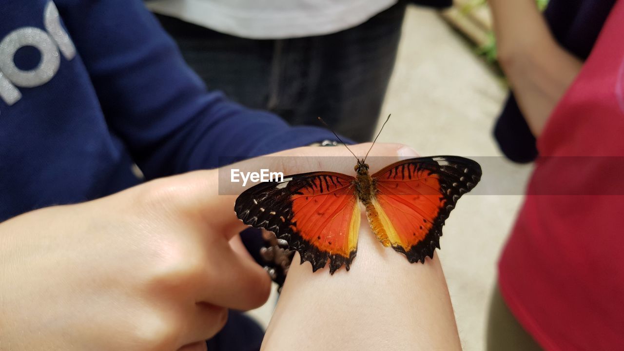 Midsection of woman holding butterfly