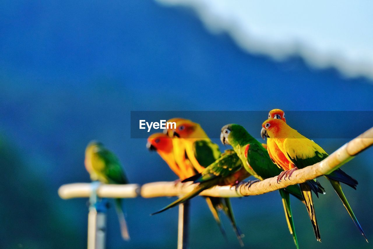 Close-up of parrot perching on a flower