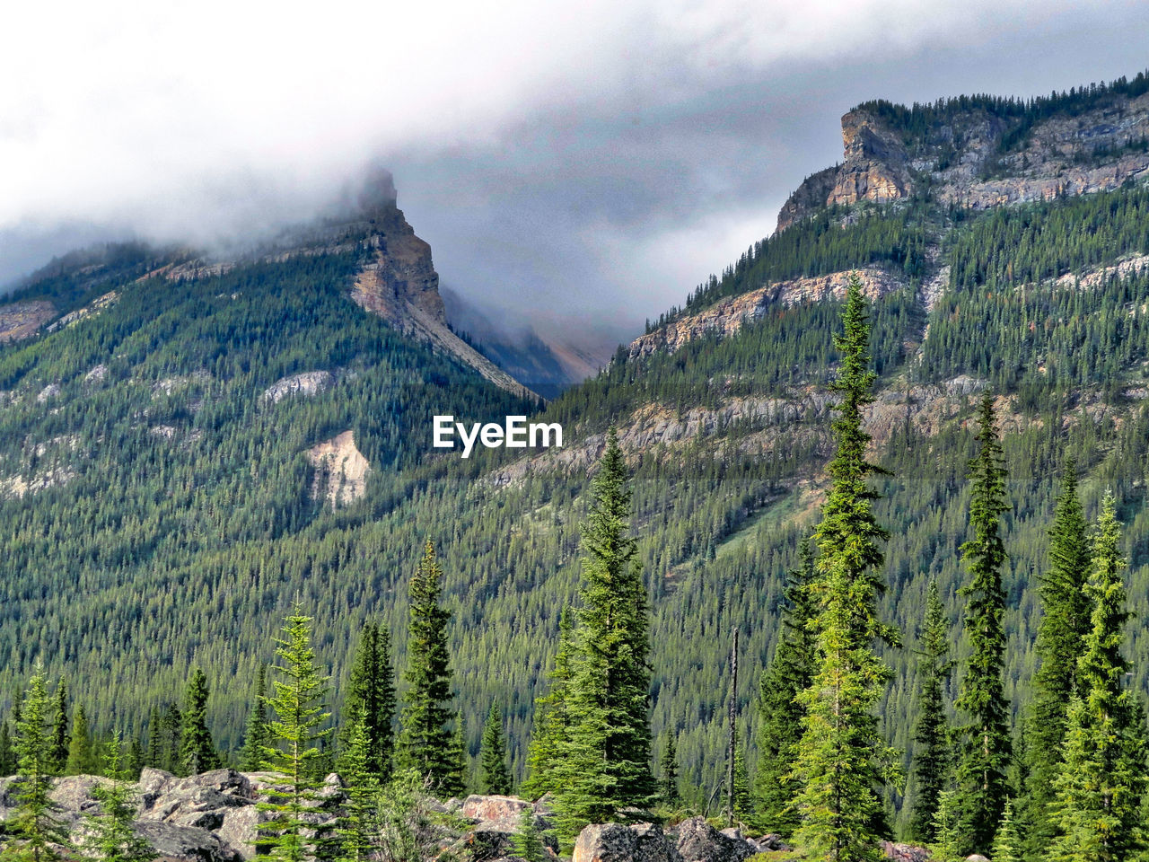 PANORAMIC VIEW OF PINE TREES ON MOUNTAIN