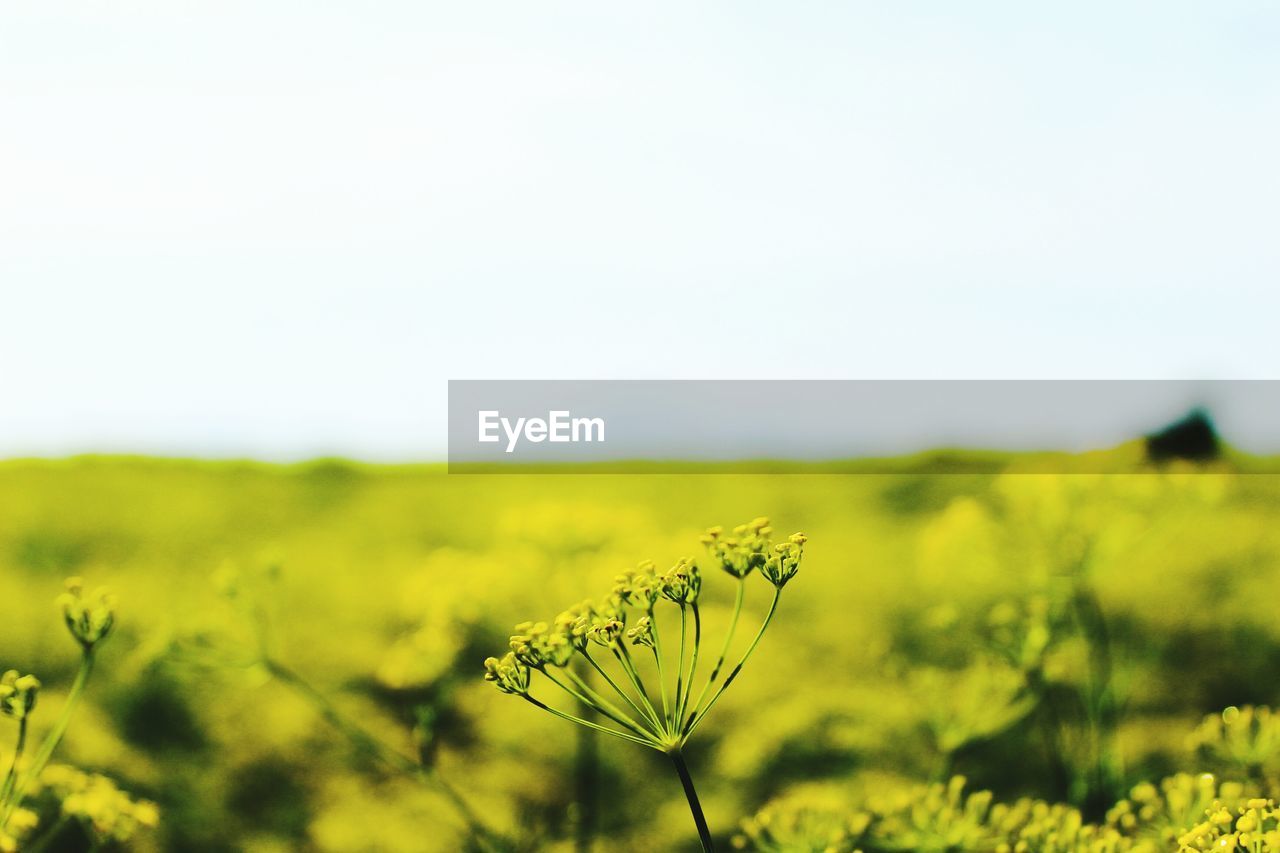 Close-up of crop in field against clear sky