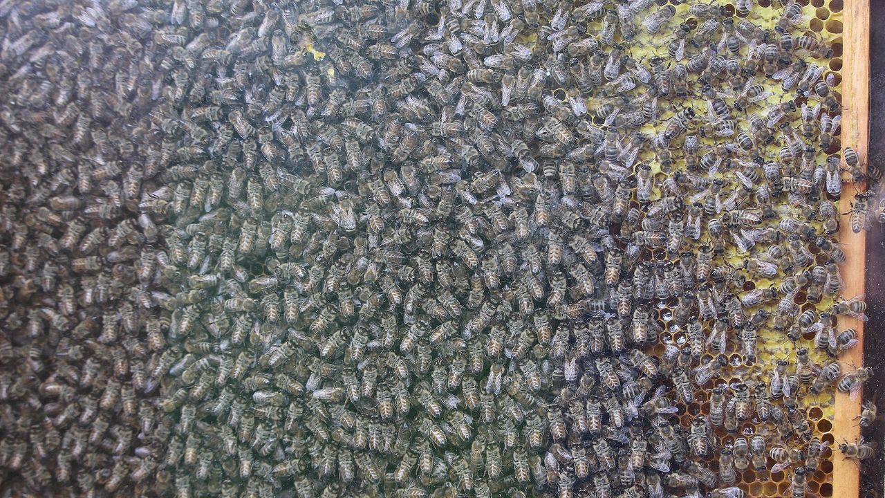 FULL FRAME SHOT OF BEE ON BLUE WATER