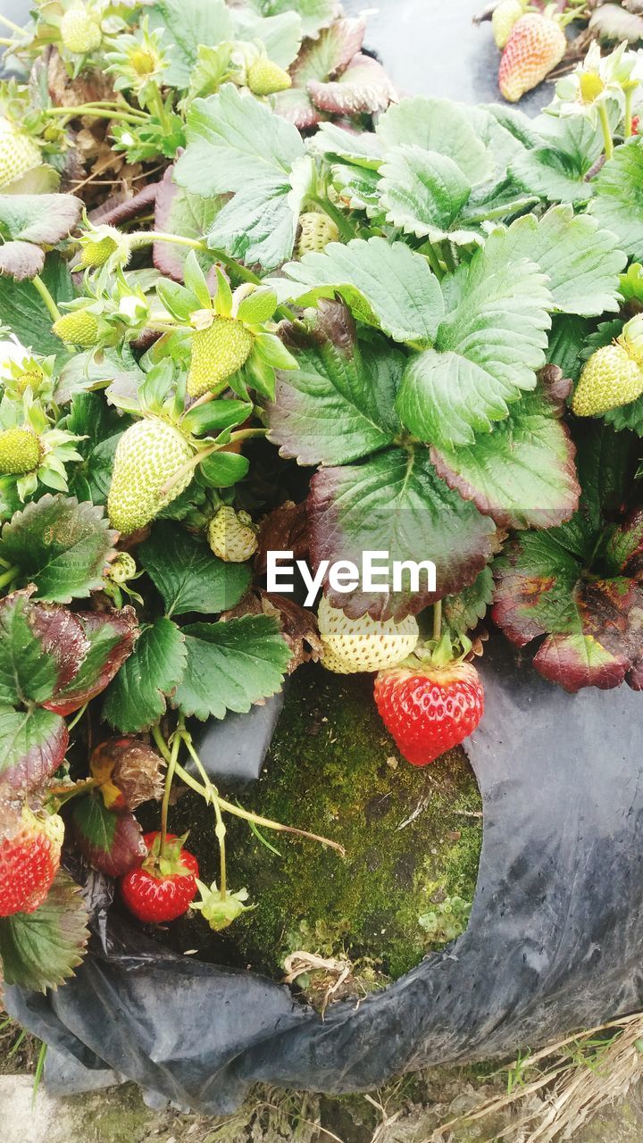 HIGH ANGLE VIEW OF FRUITS GROWING ON PLANTS