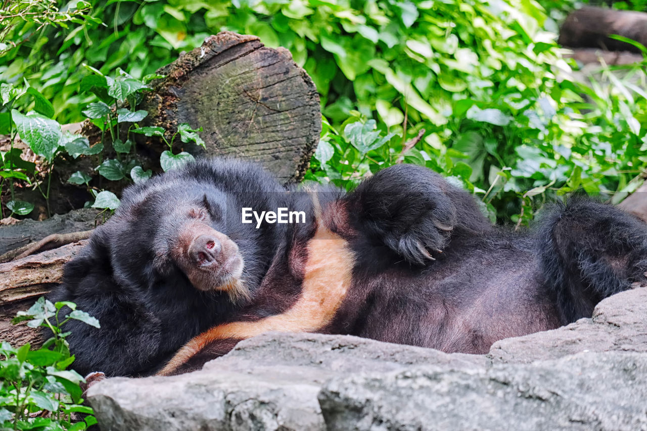 Monkey relaxing on rock