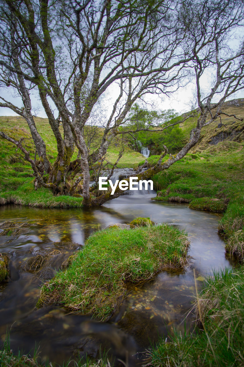 RIVER AMIDST TREES IN FOREST