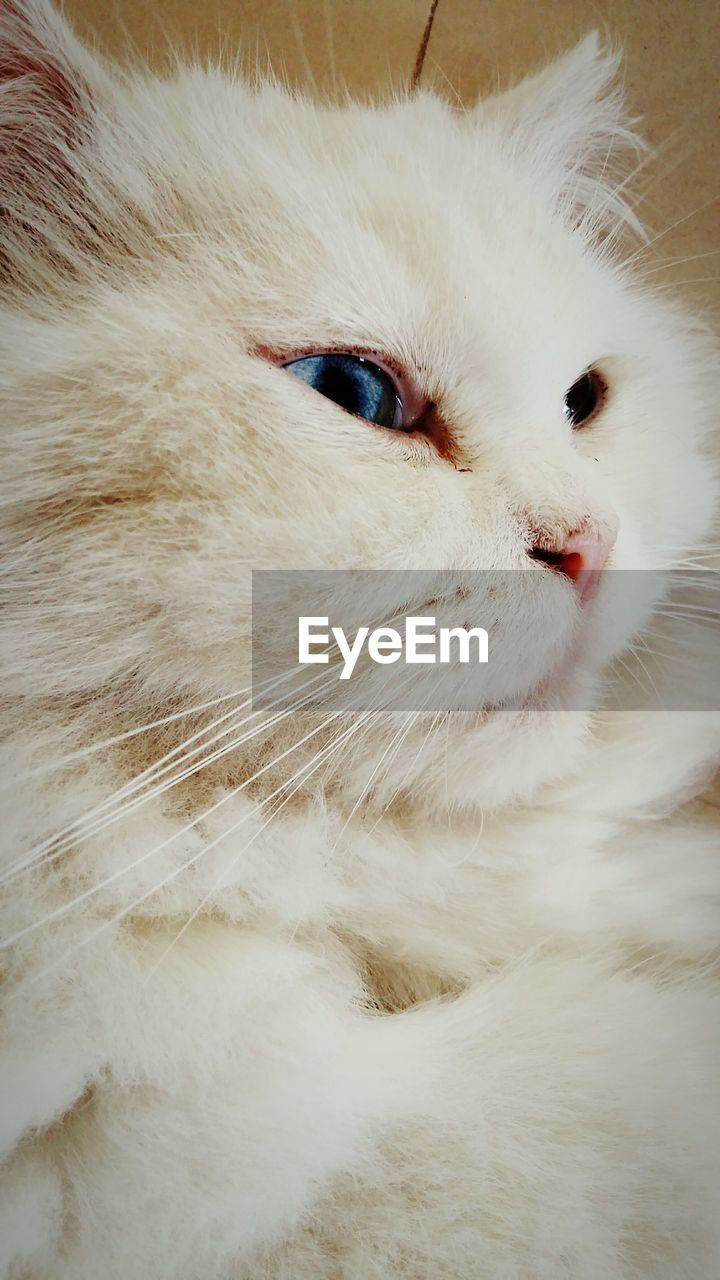 CLOSE-UP PORTRAIT OF WHITE CAT