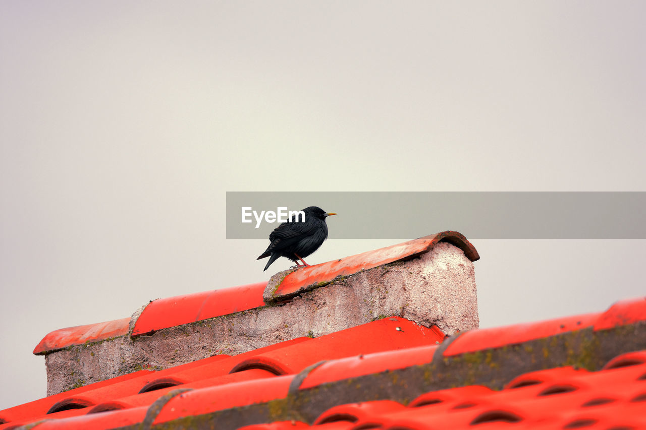 LOW ANGLE VIEW OF BIRD PERCHING ON ROOF