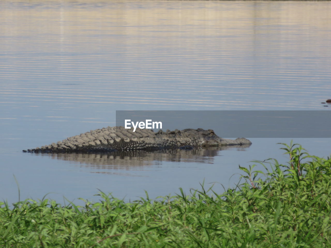 VIEW OF SWIMMING IN RIVER AGAINST GRASS