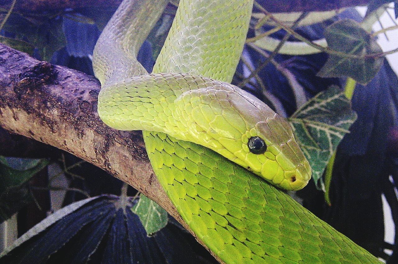 Close-up of green snake on branch