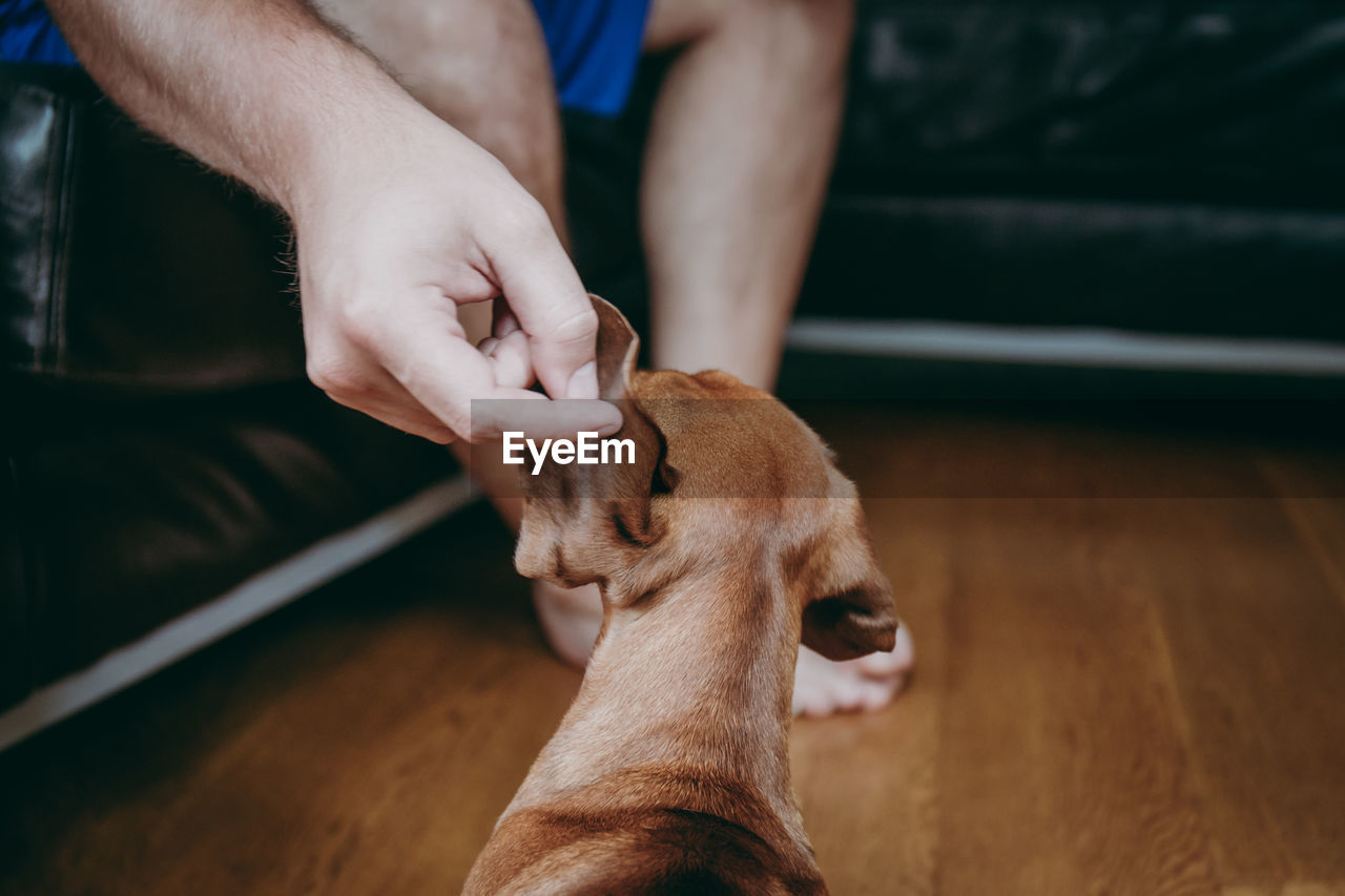 Cropped hand touching dog on hardwood floor