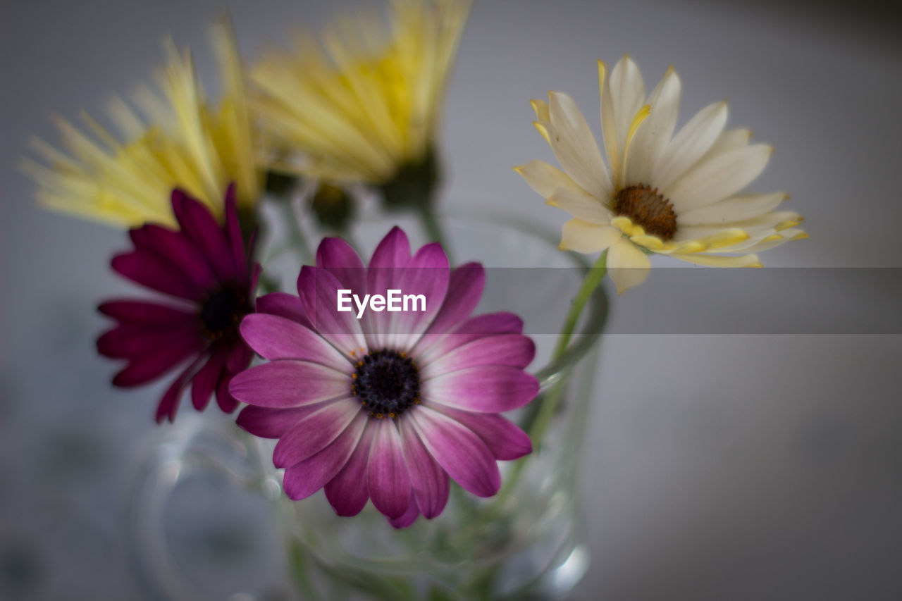 High angle view of flowers in vase on table