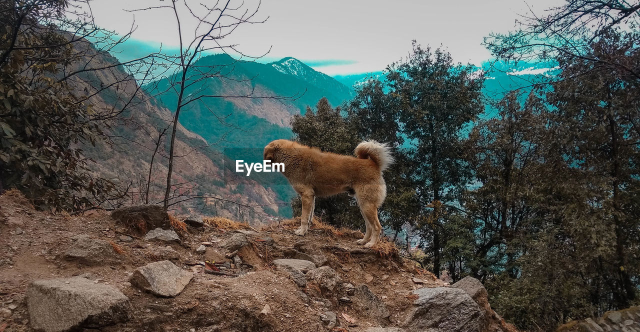 View of dog on rock