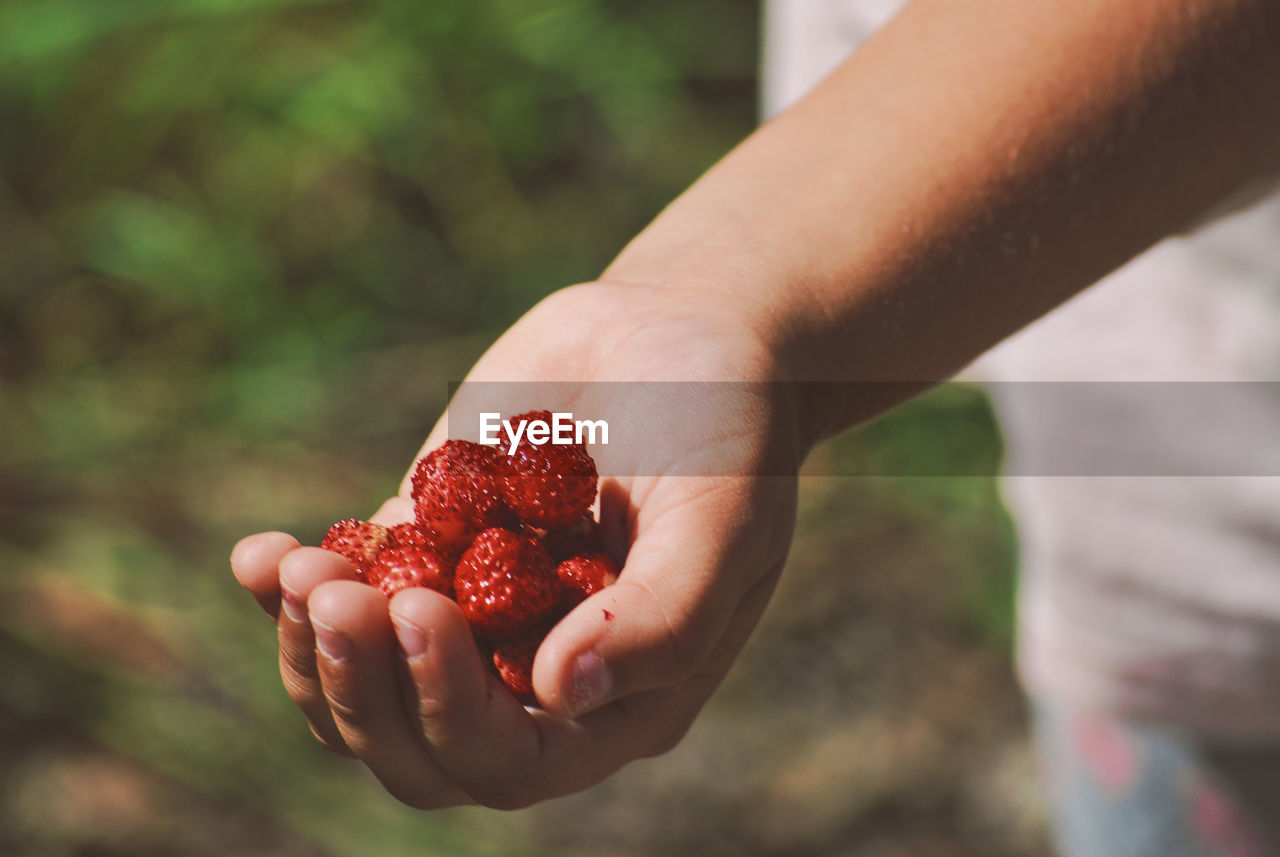 Close-up of hand holding strawberry