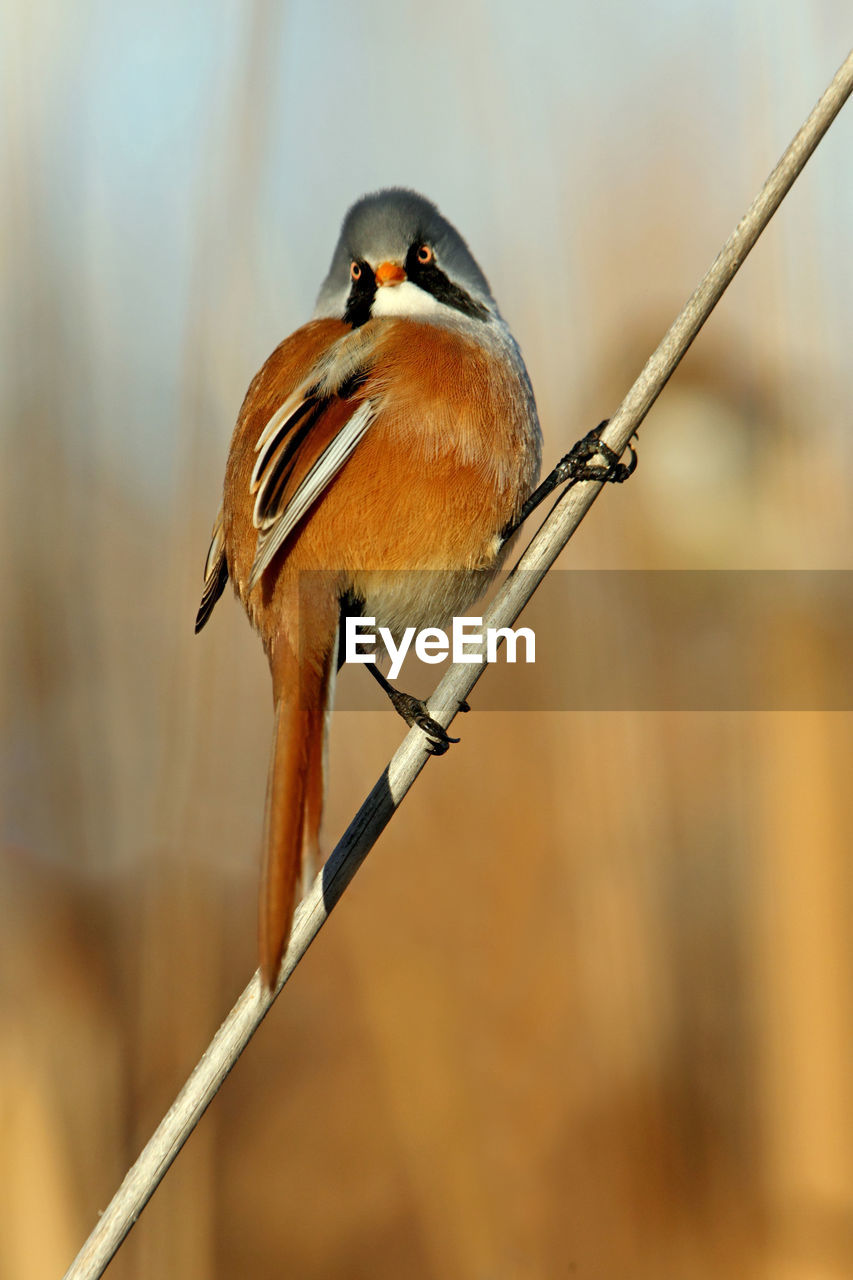 BIRD PERCHING ON TWIG