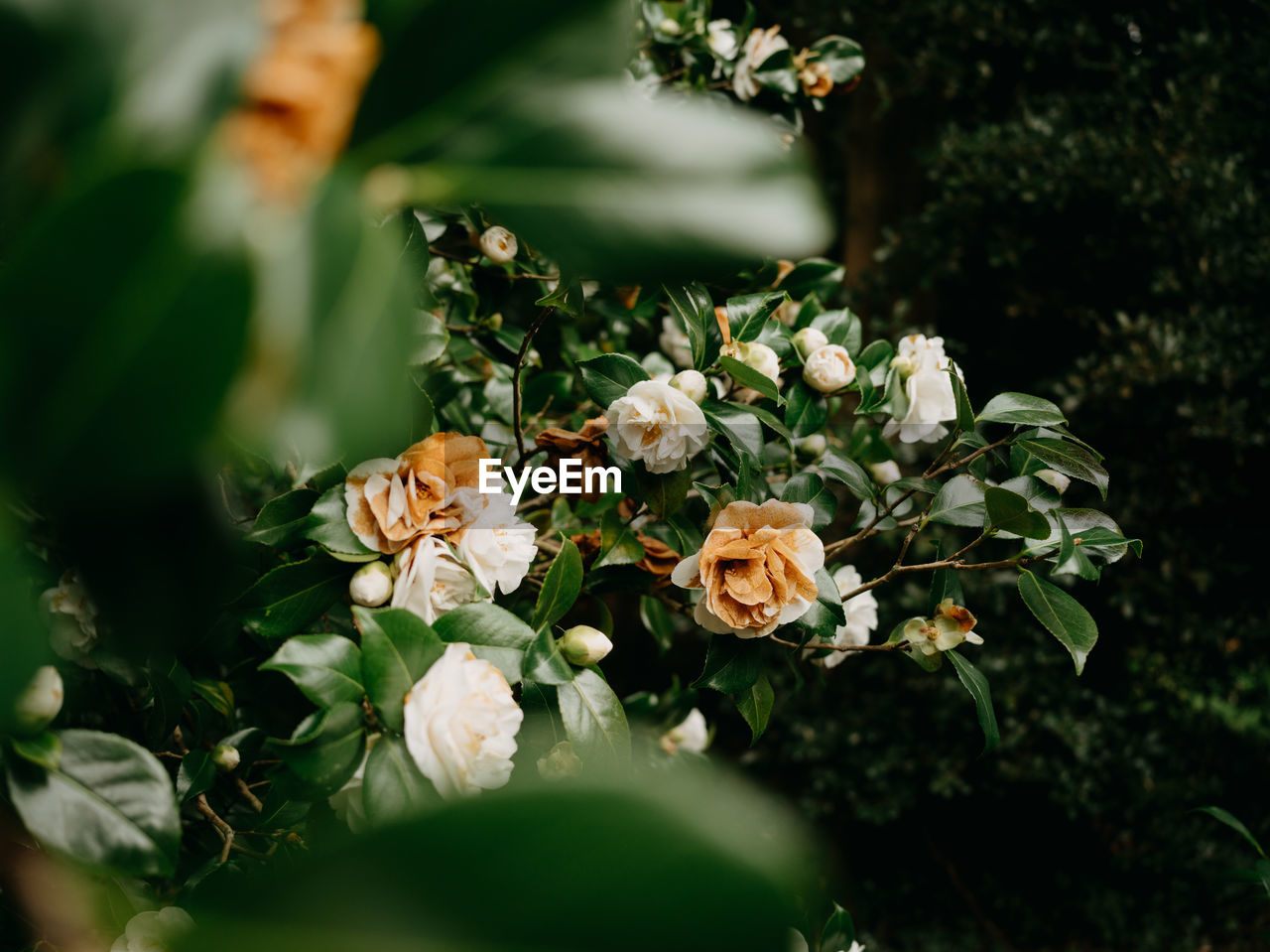 plant, flower, nature, flowering plant, green, beauty in nature, selective focus, freshness, plant part, leaf, rose, blossom, growth, outdoors, no people, close-up, day, macro photography, summer, tree, branch, flower head, floristry, white, sunlight