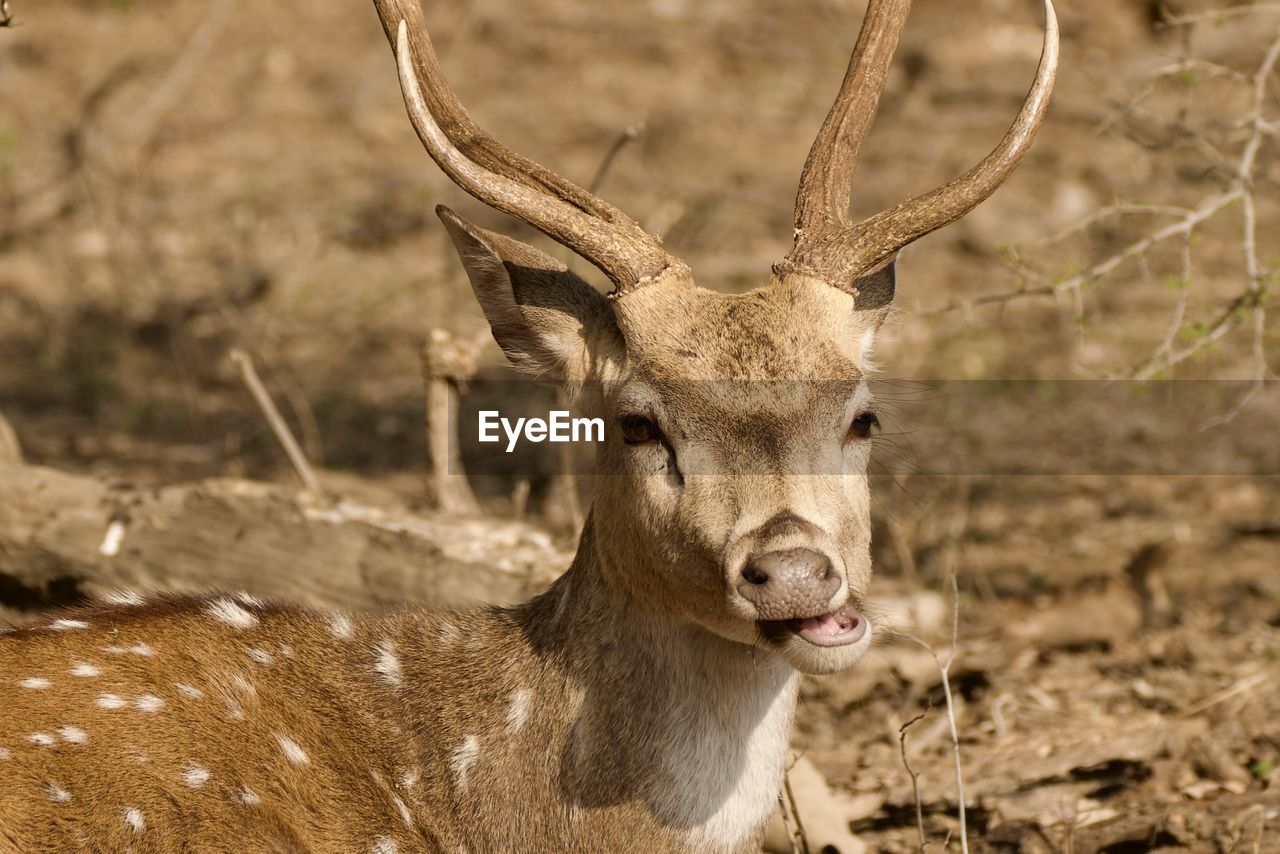 close-up of deer on field