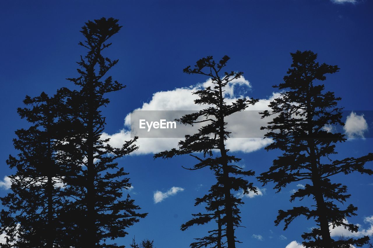 LOW ANGLE VIEW OF SILHOUETTE TREE AGAINST SKY