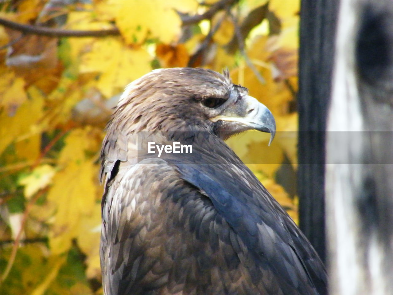 animal themes, animal, bird, animal wildlife, one animal, wildlife, beak, nature, close-up, bird of prey, focus on foreground, animal body part, no people, day, outdoors, perching