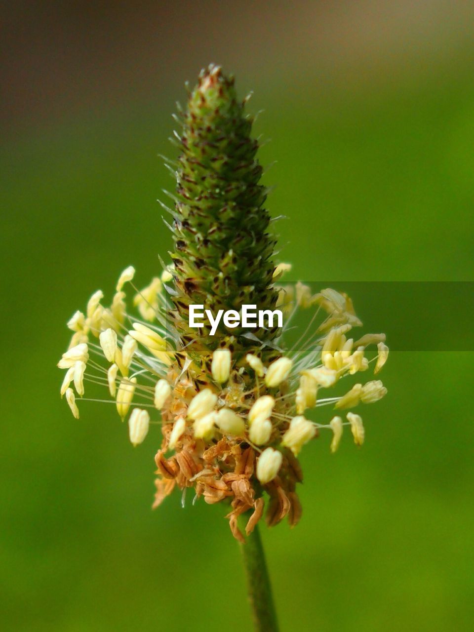 Close-up view of flower