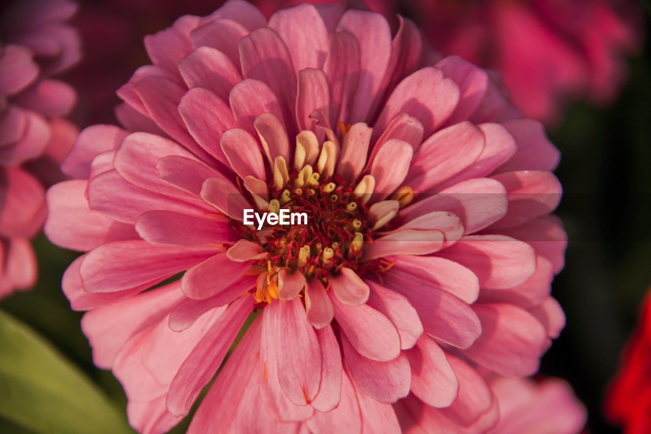 CLOSE-UP OF PINK DAHLIA