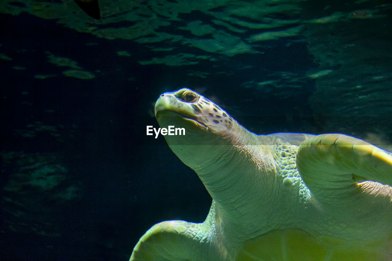 Close-up of sea turtle swimming in sea