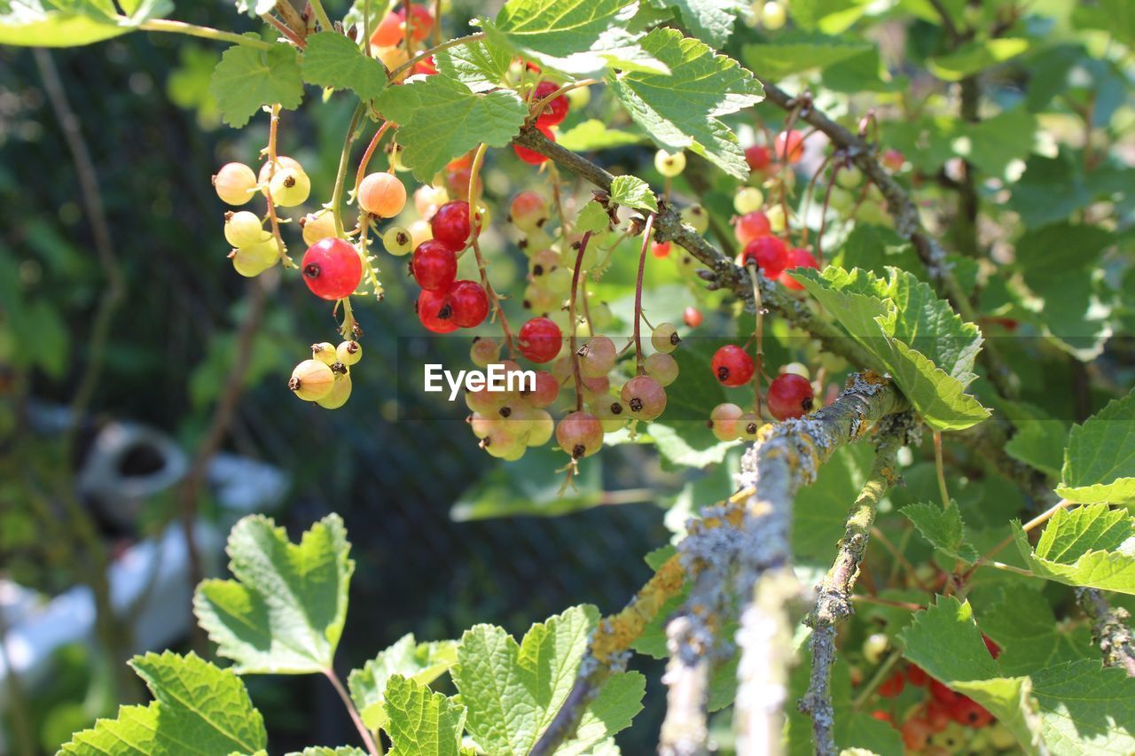 CLOSE-UP OF CHERRIES GROWING ON TREE