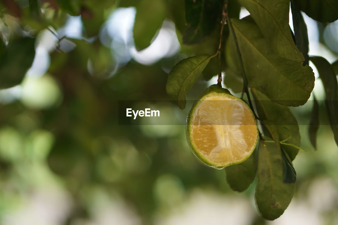 Close-up of lemon growing on tree