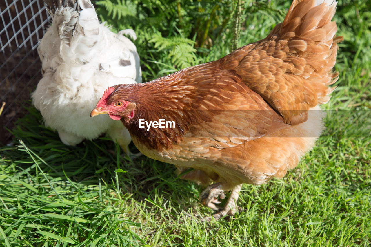 CLOSE-UP OF ROOSTER ON FARM