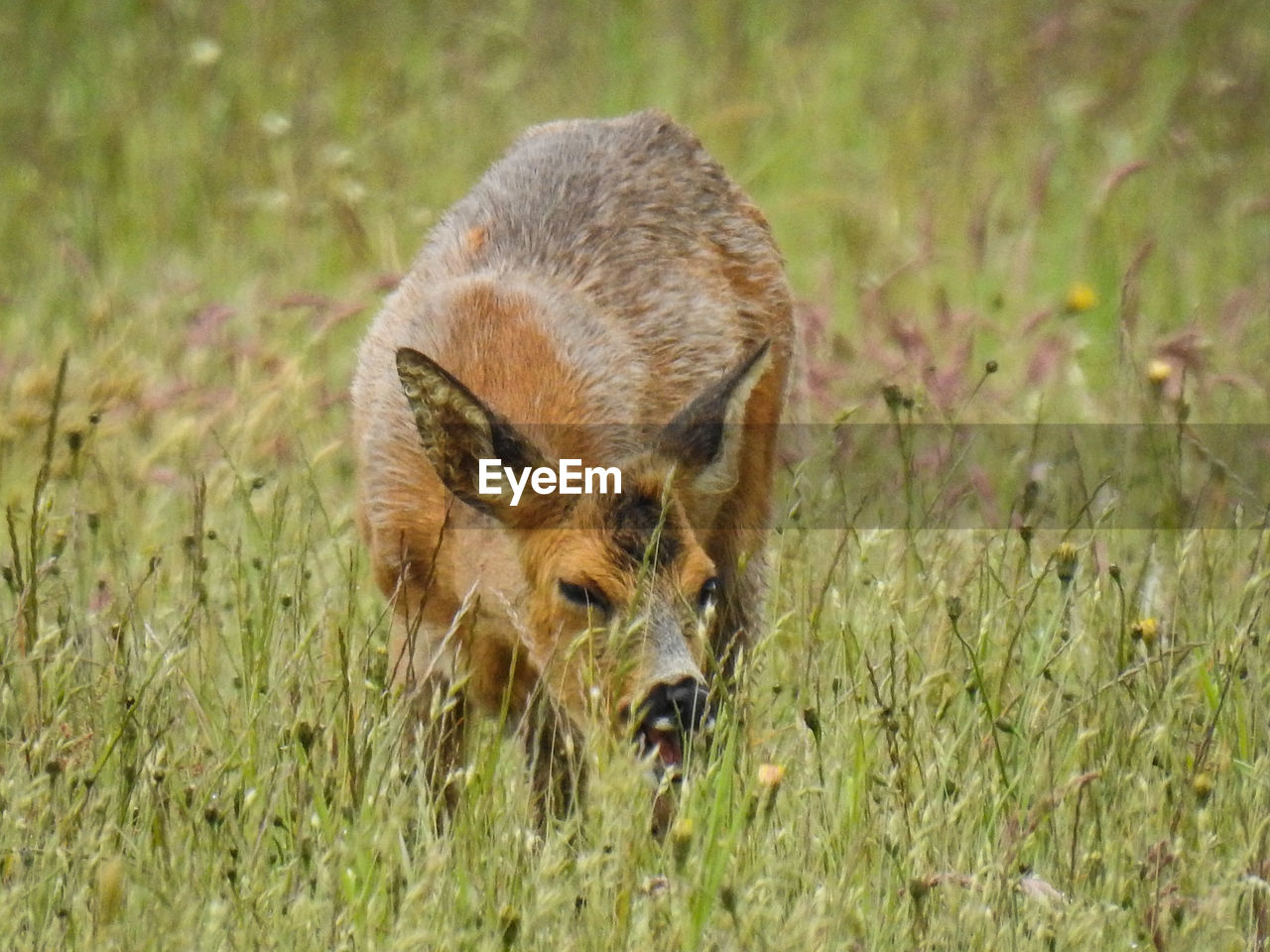 Portrait of a deer on grass