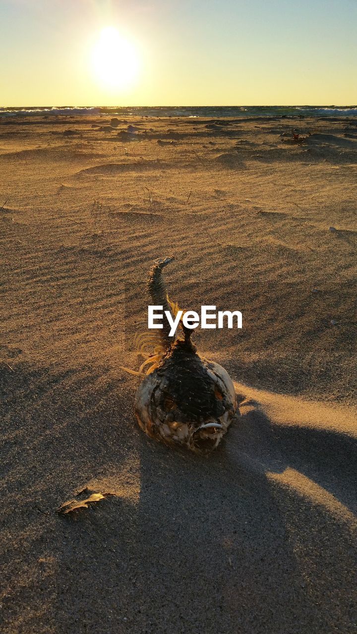 Dead fish on sand at beach during sunset