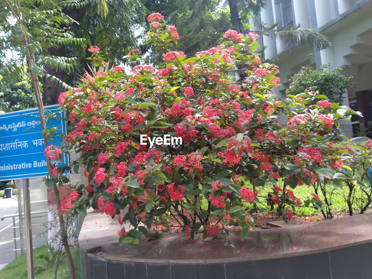 RED FLOWER POT ON PLANTS