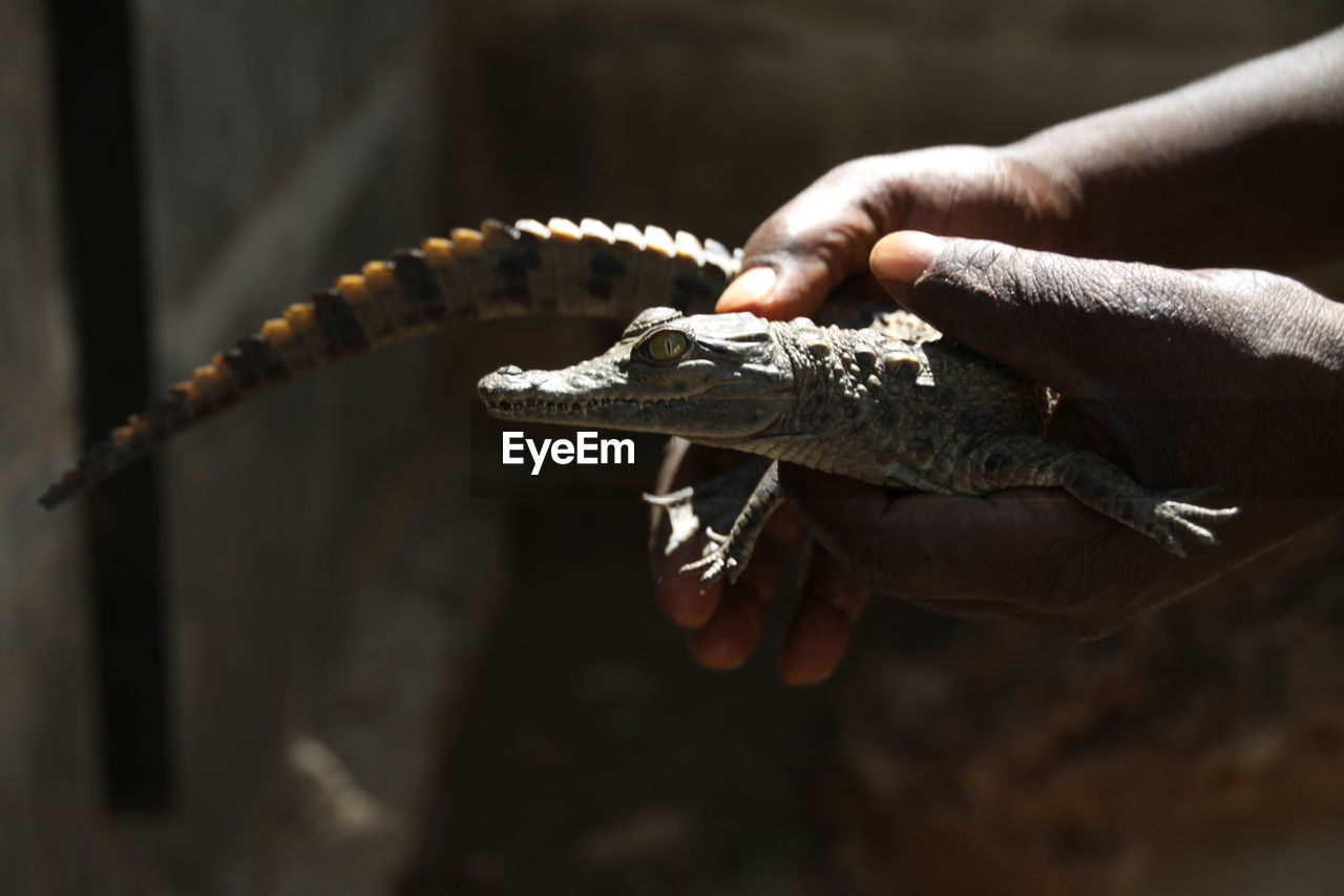 Baby crocodile on a farm 