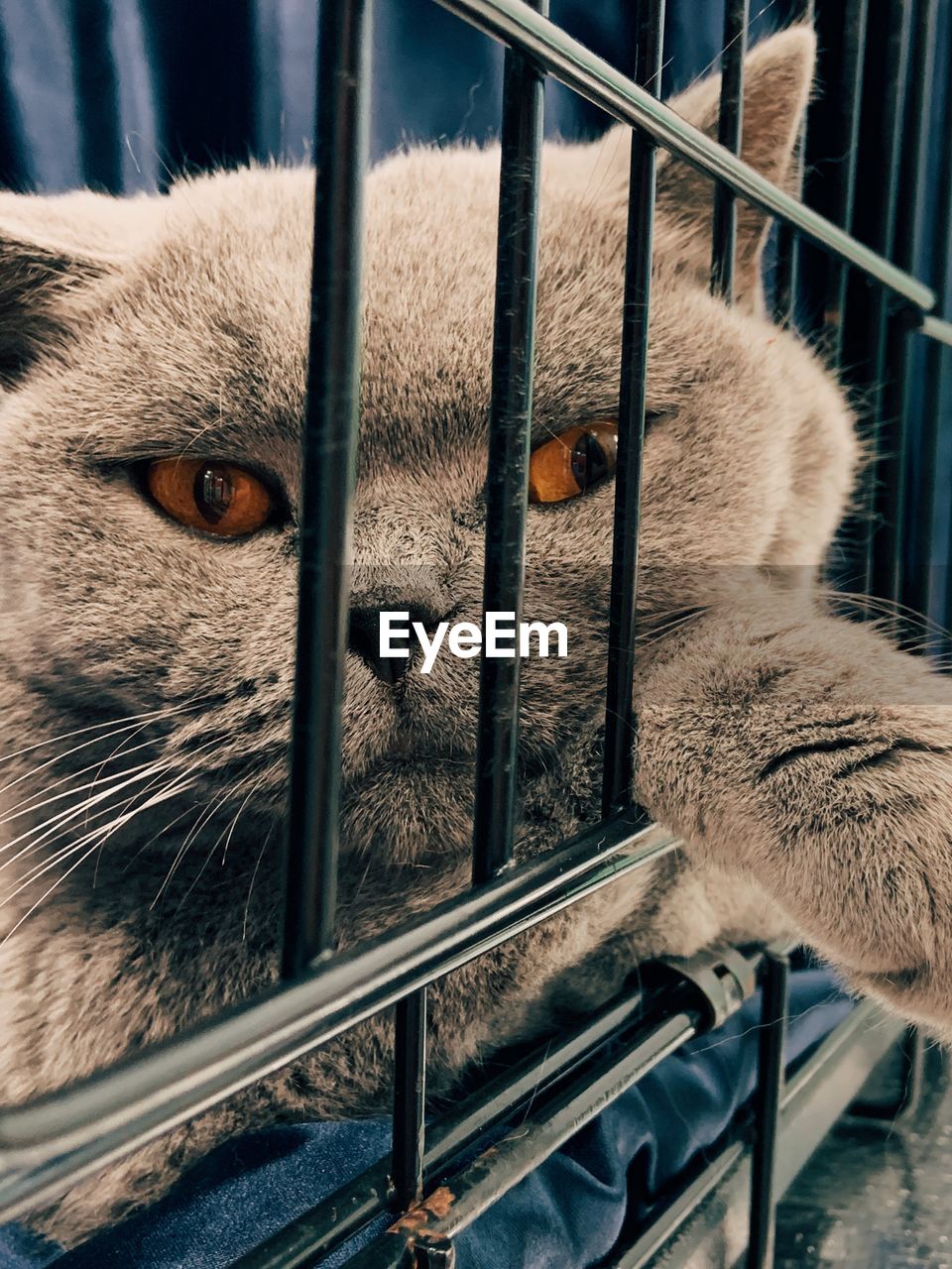 CLOSE-UP OF CAT LOOKING THROUGH METAL CAGE