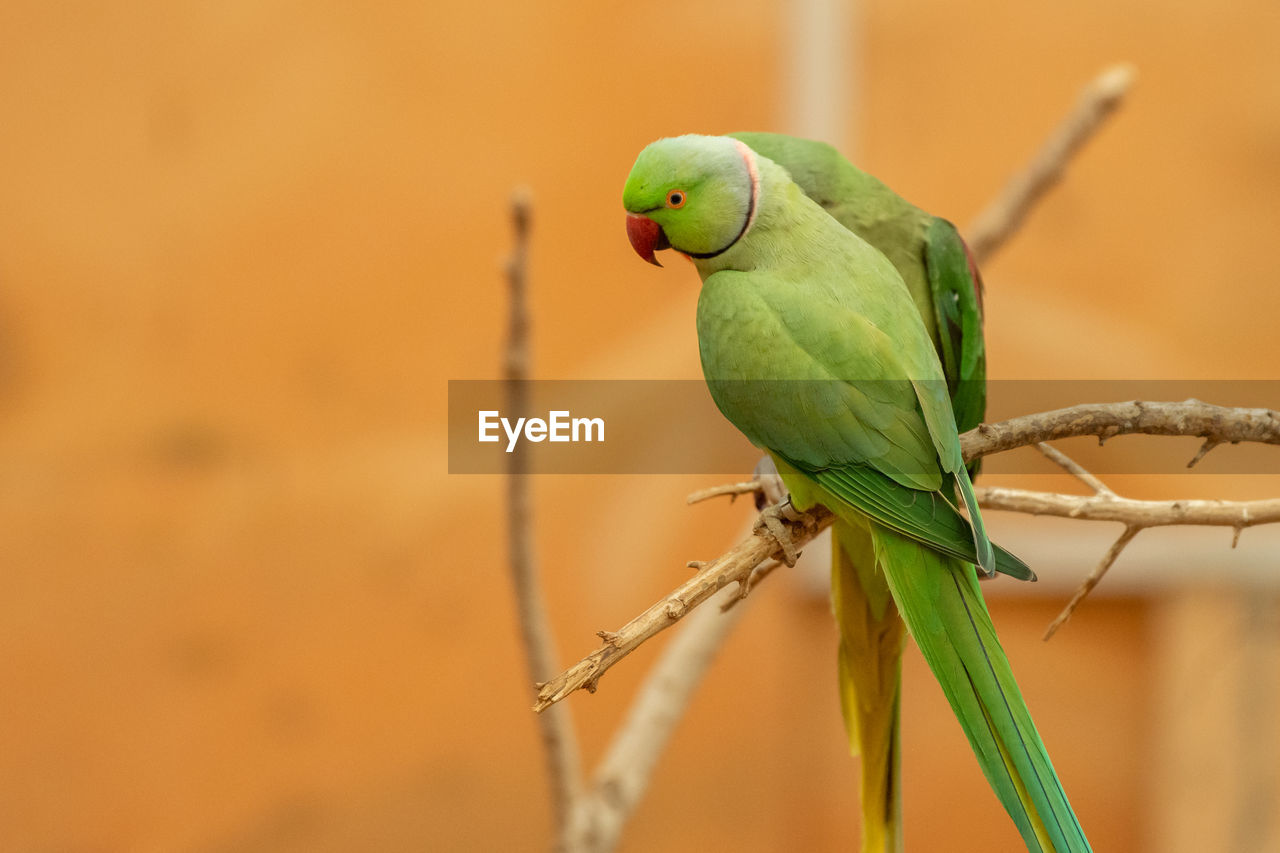 CLOSE-UP OF A BIRD PERCHING ON BRANCH