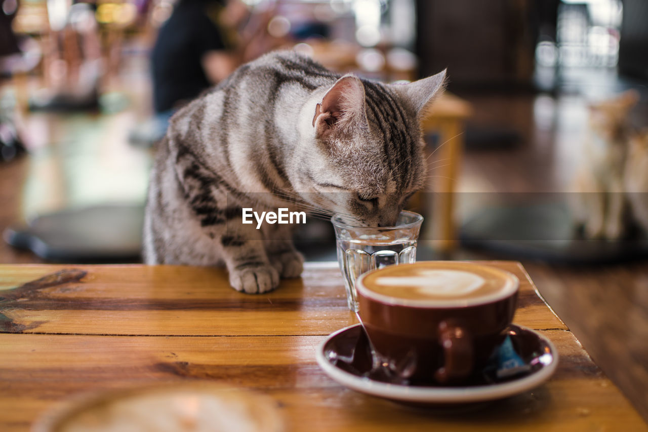 Cat in a cat cafe drinks water