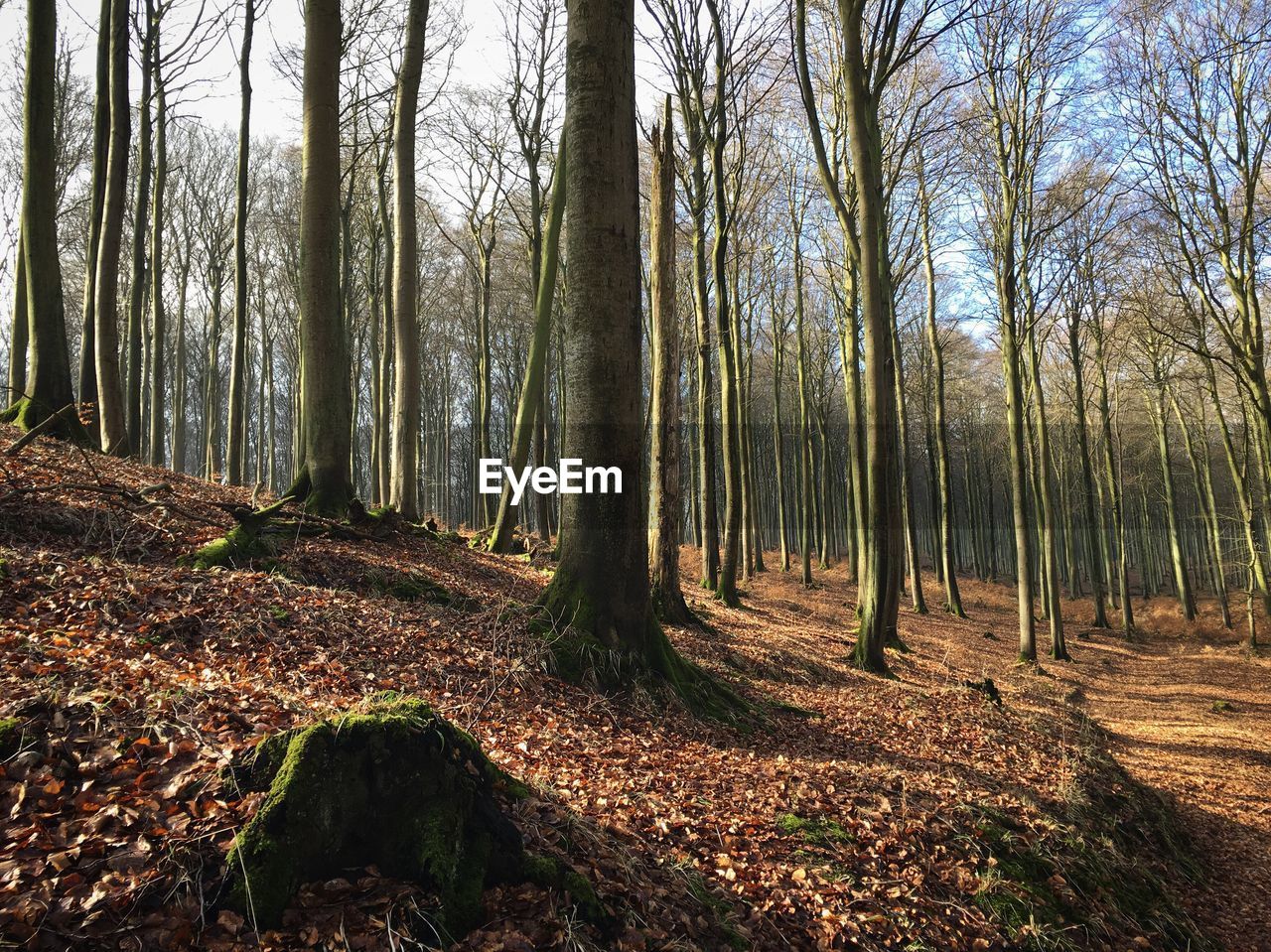 VIEW OF TREES IN FOREST