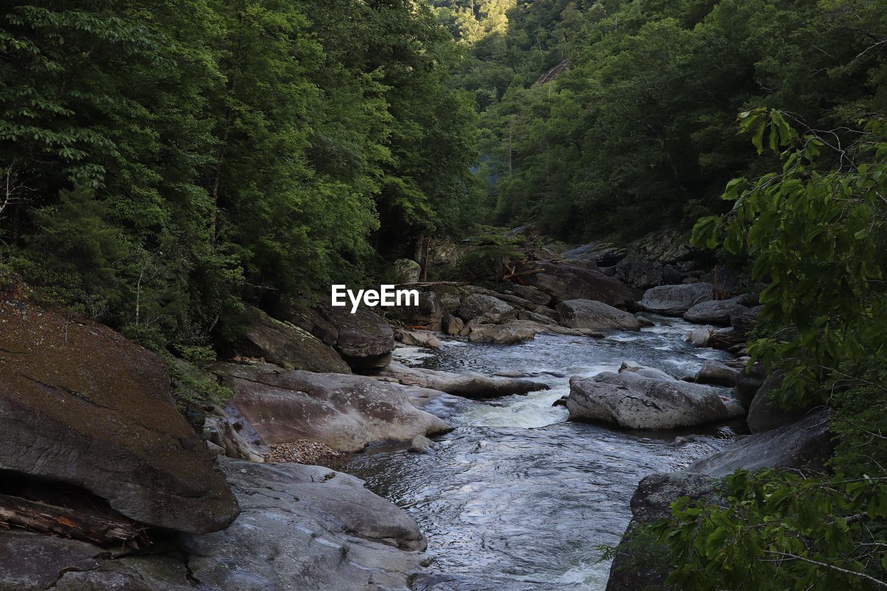 Stream flowing through rocks in forest