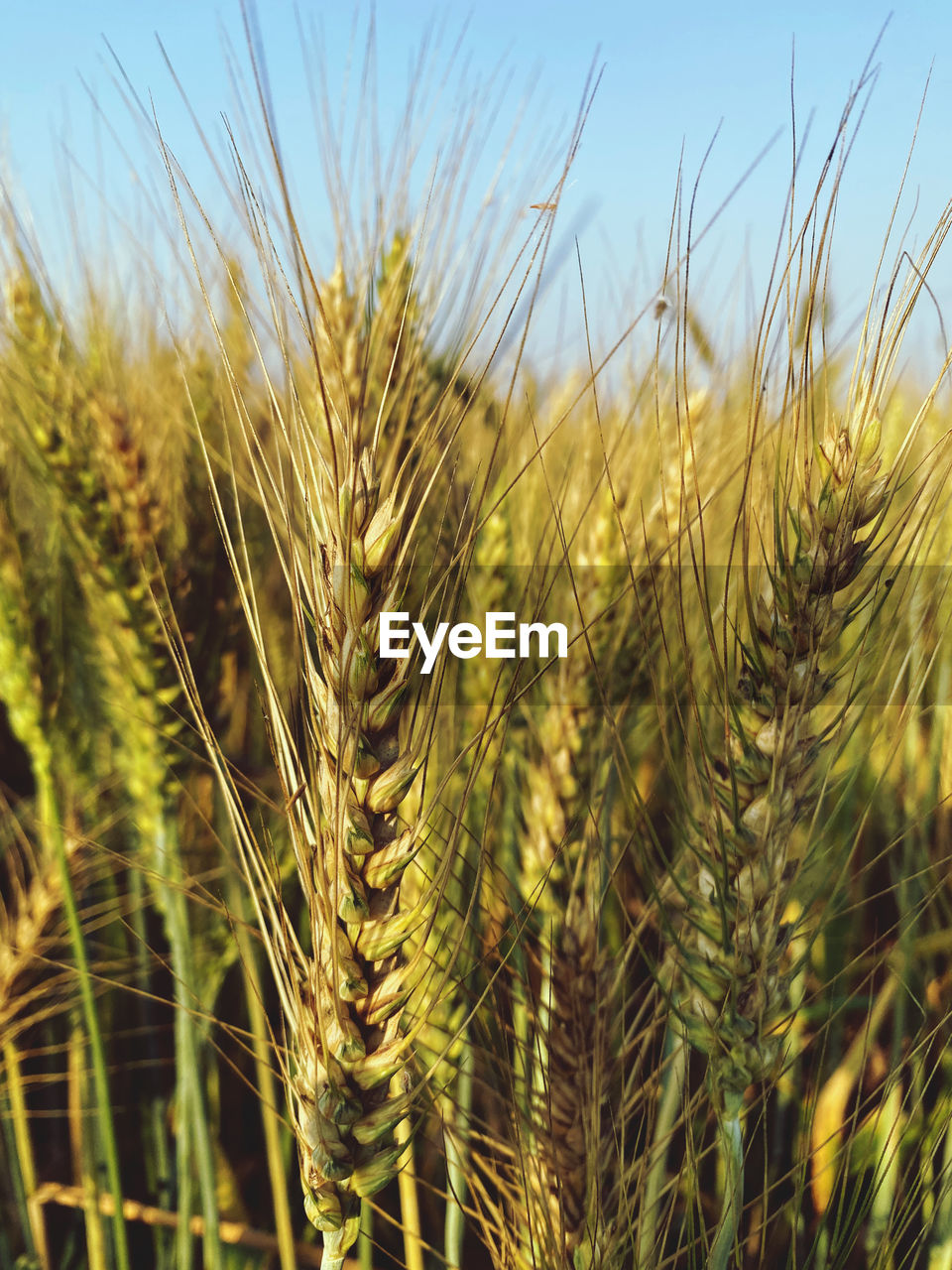 Close-up of stalks in field