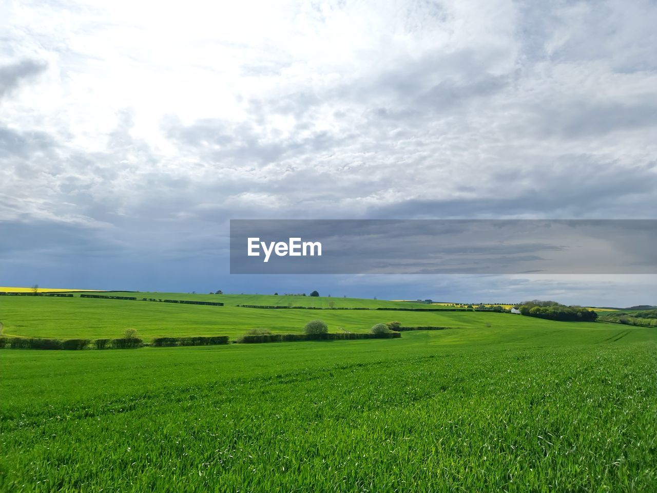 landscape, environment, grassland, sky, land, field, cloud, plant, horizon, green, plain, agriculture, rural scene, grass, pasture, scenics - nature, nature, beauty in nature, prairie, tranquility, no people, tranquil scene, paddy field, meadow, crop, farm, growth, day, hill, cereal plant, outdoors, rapeseed, rural area, natural environment, steppe, non-urban scene, food and drink, horizon over land, environmental conservation, sunlight, tree, food, idyllic, social issues, springtime, cloudscape