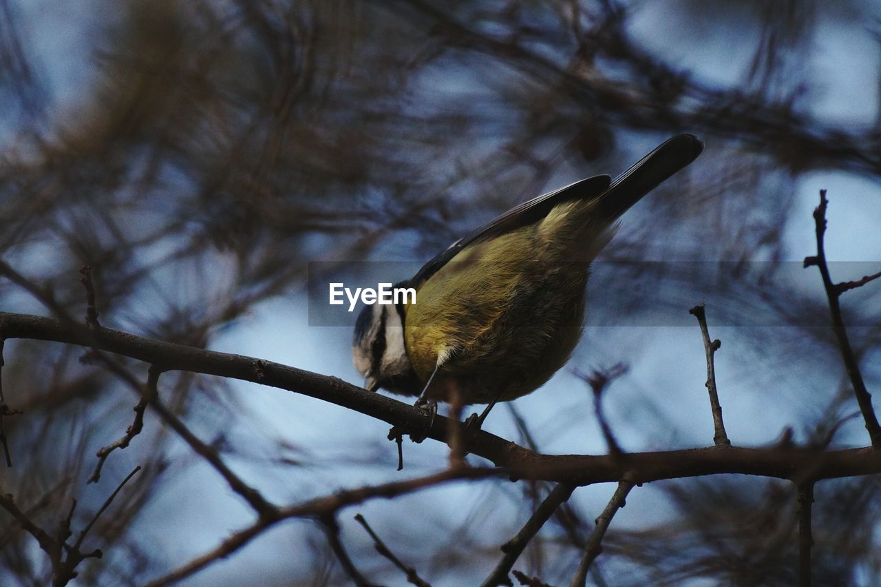 Low angle view of bluetit perching on tree