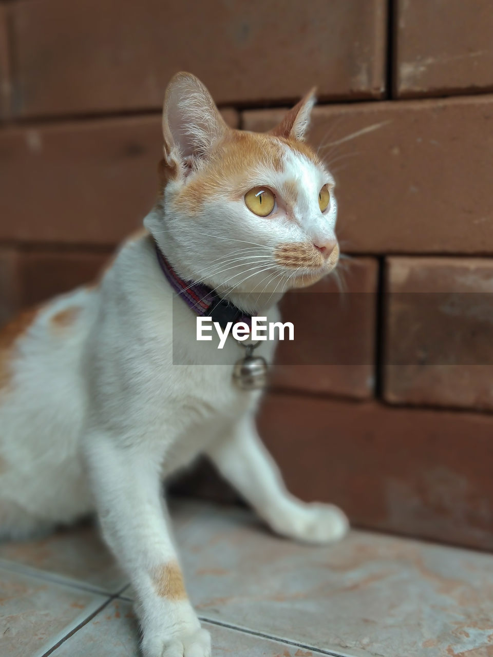 CAT SITTING ON TILED FLOOR